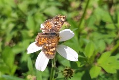 Phyciodes pallescens