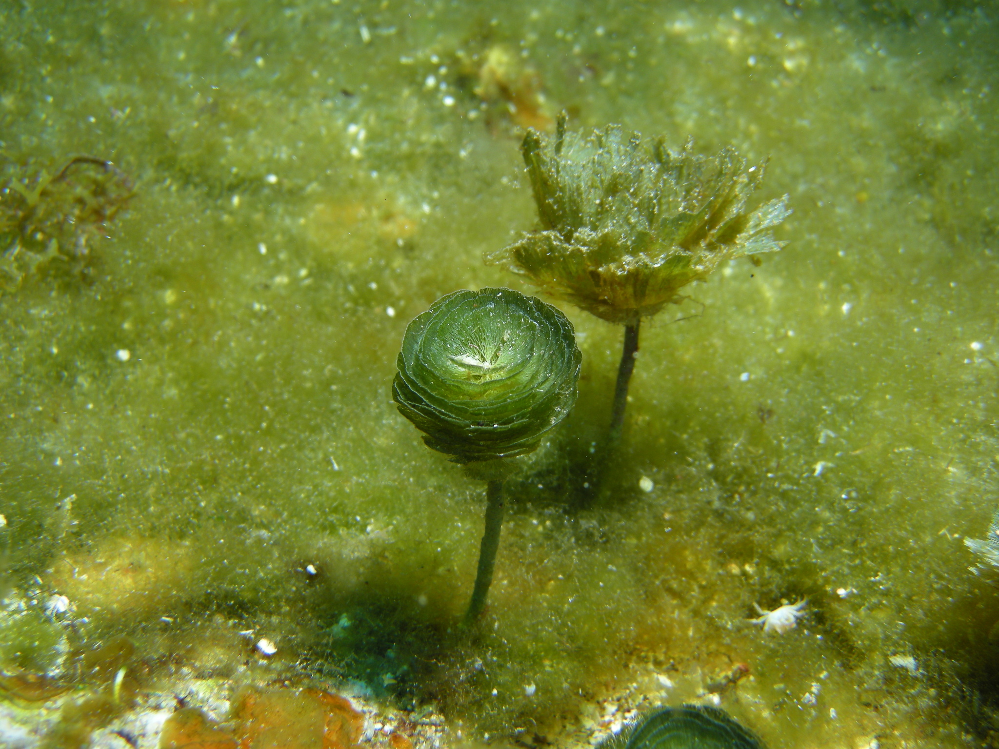Rhipocephalus phoenix