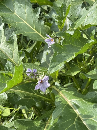 African eggplant