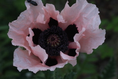 Papaver setiferum