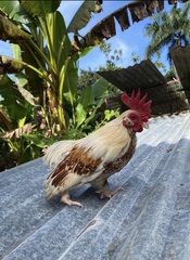 Gallus gallus domesticus