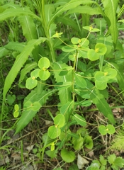 Euphorbia jenisseiensis