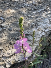Sidalcea candida