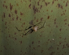 Thwaitesia margaritifera