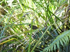 Poodytes punctatus vealeae