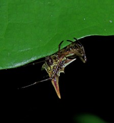 Micrathena acuta