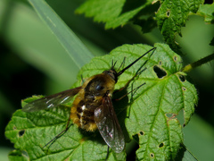 Bombylius mexicanus
