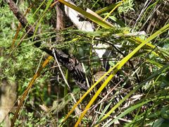 Poodytes punctatus vealeae