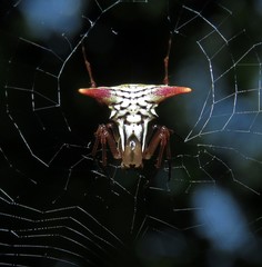 Micrathena acuta