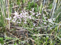 Limonium caspium