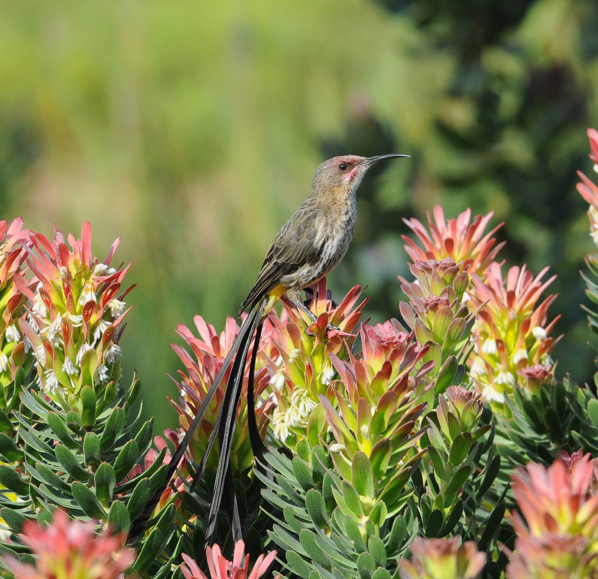 Cape Sugarbird illustration