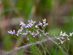 Limonium caspium