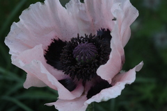 Papaver setiferum