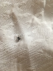 Araneae
