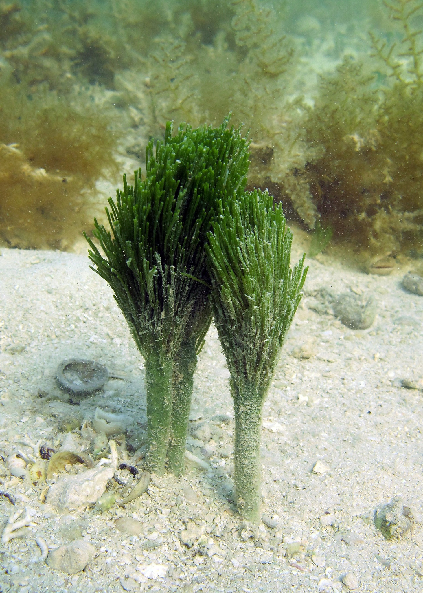 Penicillus