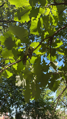 Quercus macrocarpa