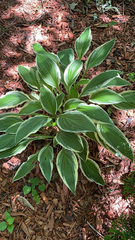 Hosta
