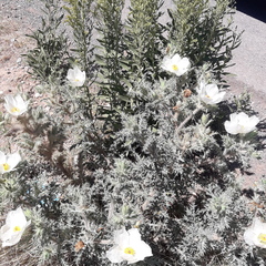 Argemone grandiflora