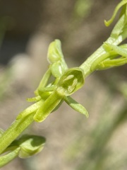 Platanthera tescamnis