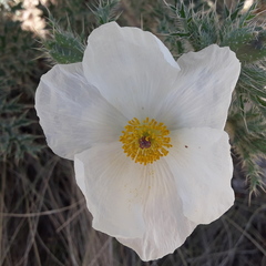 Argemone grandiflora