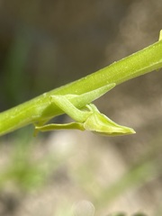 Platanthera tescamnis
