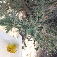 Argemone grandiflora