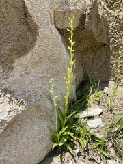 Platanthera tescamnis
