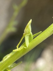 Platanthera tescamnis