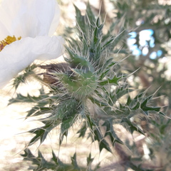 Argemone grandiflora