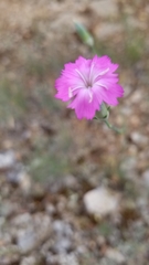 Dianthus longicaulis