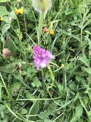 Anacamptis pyramidalis