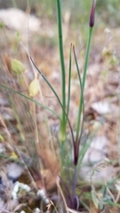 Dianthus longicaulis