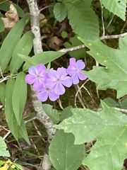 Phlox glaberrima
