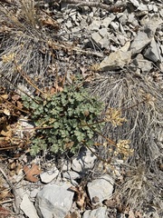 Cymopterus purpureus