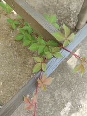Parthenocissus quinquefolia