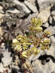 Cymopterus purpureus