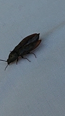 Prosternon tessellatum