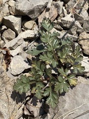 Cymopterus purpureus