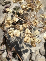 Cymopterus purpureus