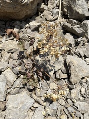 Cymopterus purpureus