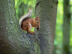 Sciurus vulgaris