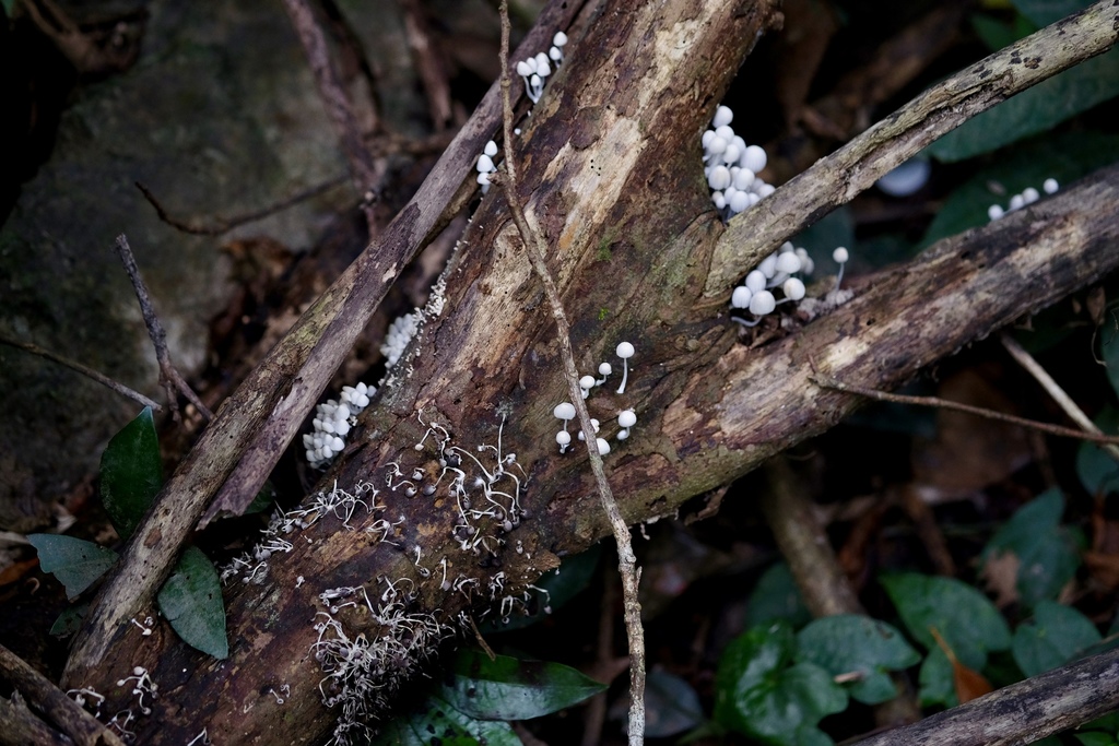 Coprinellus disseminatus · November 2017 · photo: © shawnodonnell (iNaturalist, cc0)