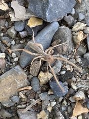 Eremobatinae