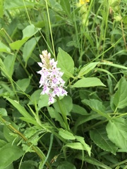 Dactylorhiza fuchsii