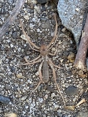 Eremobatinae