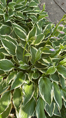 Hosta