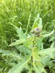 Cirsium arvense