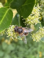 Eristalis tenax