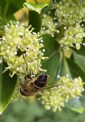 Eristalis tenax