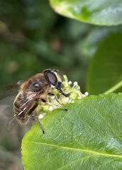 Eristalis tenax